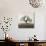 Sonoma Oak II-Alan Blaustein-Photographic Print displayed on a wall