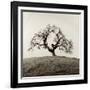 Sonoma Oak II-Alan Blaustein-Framed Photographic Print