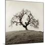 Sonoma Oak II-Alan Blaustein-Mounted Photographic Print