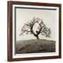 Sonoma Oak II-Alan Blaustein-Framed Photographic Print