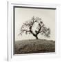 Sonoma Oak II-Alan Blaustein-Framed Photographic Print