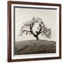 Sonoma Oak II-Alan Blaustein-Framed Photographic Print