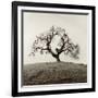 Sonoma Oak II-Alan Blaustein-Framed Photographic Print