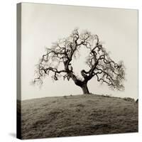 Sonoma Oak II-Alan Blaustein-Stretched Canvas