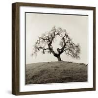 Sonoma Oak II-Alan Blaustein-Framed Photographic Print