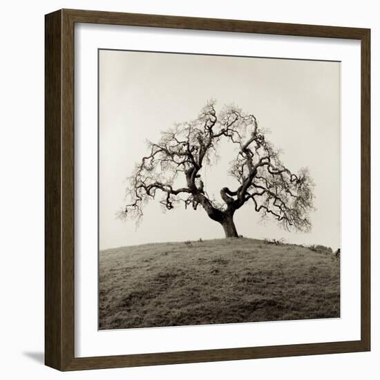 Sonoma Oak II-Alan Blaustein-Framed Photographic Print