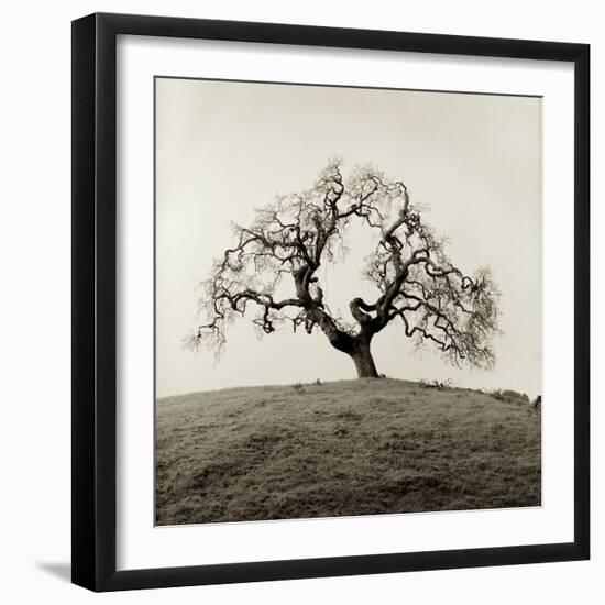 Sonoma Oak II-Alan Blaustein-Framed Photographic Print