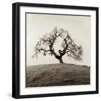 Sonoma Oak II-Alan Blaustein-Framed Photographic Print