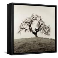 Sonoma Oak II-Alan Blaustein-Framed Stretched Canvas