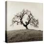 Sonoma Oak II-Alan Blaustein-Stretched Canvas