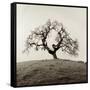 Sonoma Oak II-Alan Blaustein-Framed Stretched Canvas