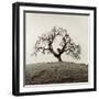 Sonoma Oak II-Alan Blaustein-Framed Premium Photographic Print