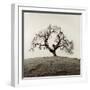Sonoma Oak II-Alan Blaustein-Framed Premium Photographic Print