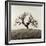 Sonoma Oak II-Alan Blaustein-Framed Photographic Print