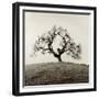 Sonoma Oak II-Alan Blaustein-Framed Photographic Print