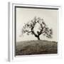 Sonoma Oak II-Alan Blaustein-Framed Photographic Print