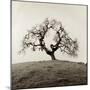 Sonoma Oak II-Alan Blaustein-Mounted Photographic Print