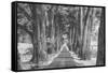 Sonoma Tree Tunnel, Northern California-Vincent James-Framed Stretched Canvas