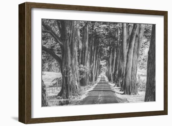 Sonoma Tree Tunnel, Northern California-Vincent James-Framed Photographic Print