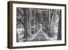 Sonoma Tree Tunnel, Northern California-Vincent James-Framed Photographic Print