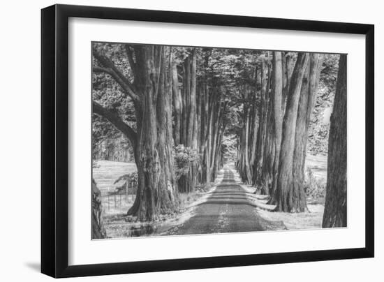 Sonoma Tree Tunnel, Northern California-Vincent James-Framed Photographic Print