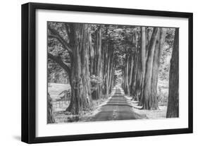 Sonoma Tree Tunnel, Northern California-Vincent James-Framed Photographic Print