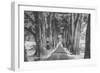 Sonoma Tree Tunnel, Northern California-Vincent James-Framed Photographic Print