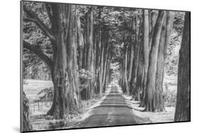 Sonoma Tree Tunnel, Northern California-Vincent James-Mounted Photographic Print