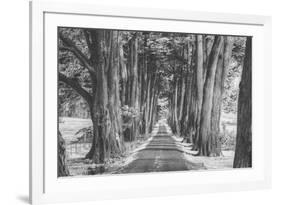 Sonoma Tree Tunnel, Northern California-Vincent James-Framed Photographic Print