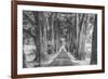 Sonoma Tree Tunnel, Northern California-Vincent James-Framed Photographic Print