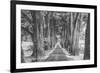 Sonoma Tree Tunnel, Northern California-Vincent James-Framed Photographic Print