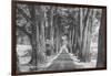 Sonoma Tree Tunnel, Northern California-Vincent James-Framed Photographic Print