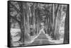 Sonoma Tree Tunnel, Northern California-Vincent James-Framed Stretched Canvas