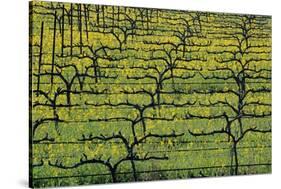 Sonoma Valley Vineyard-Darrell Gulin-Stretched Canvas