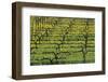 Sonoma Valley Vineyard-Darrell Gulin-Framed Photographic Print