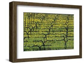 Sonoma Valley Vineyard-Darrell Gulin-Framed Photographic Print