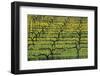 Sonoma Valley Vineyard-Darrell Gulin-Framed Photographic Print