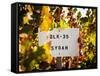 Sonoma Vineyard No.1-Ian Shive-Framed Stretched Canvas