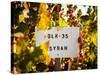 Sonoma Vineyard No.1-Ian Shive-Stretched Canvas