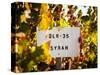 Sonoma Vineyard No.1-Ian Shive-Stretched Canvas