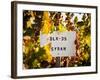 Sonoma Vineyard No.1-Ian Shive-Framed Photographic Print