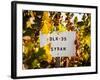 Sonoma Vineyard No.1-Ian Shive-Framed Photographic Print