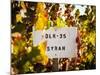 Sonoma Vineyard No.1-Ian Shive-Mounted Photographic Print