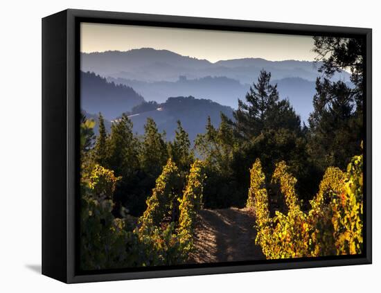 Sonoma Vineyard No.2-Ian Shive-Framed Stretched Canvas