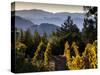 Sonoma Vineyard No.2-Ian Shive-Stretched Canvas