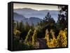 Sonoma Vineyard No.2-Ian Shive-Framed Stretched Canvas