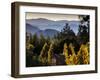 Sonoma Vineyard No.2-Ian Shive-Framed Premium Photographic Print