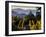 Sonoma Vineyard No.2-Ian Shive-Framed Premium Photographic Print