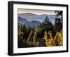 Sonoma Vineyard No.2-Ian Shive-Framed Premium Photographic Print