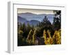 Sonoma Vineyard No.2-Ian Shive-Framed Premium Photographic Print